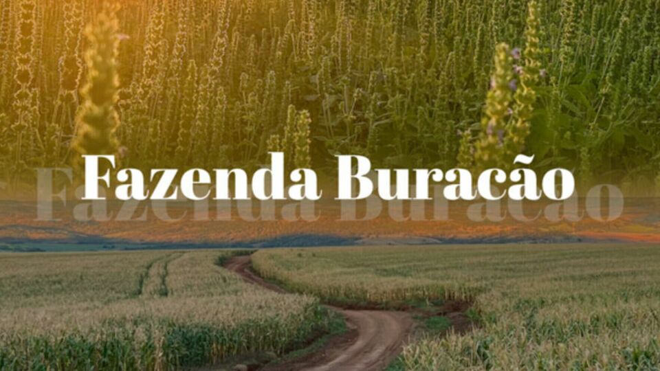 Fazenda Buracão - 2024